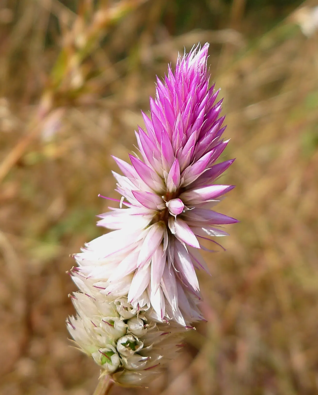 Cockscomb (Celosia Plumosa) — Flowering summer through fall, excellent for cut flowers and dried arrangements; easily reaching 1-2 feet tall, this sun-loving