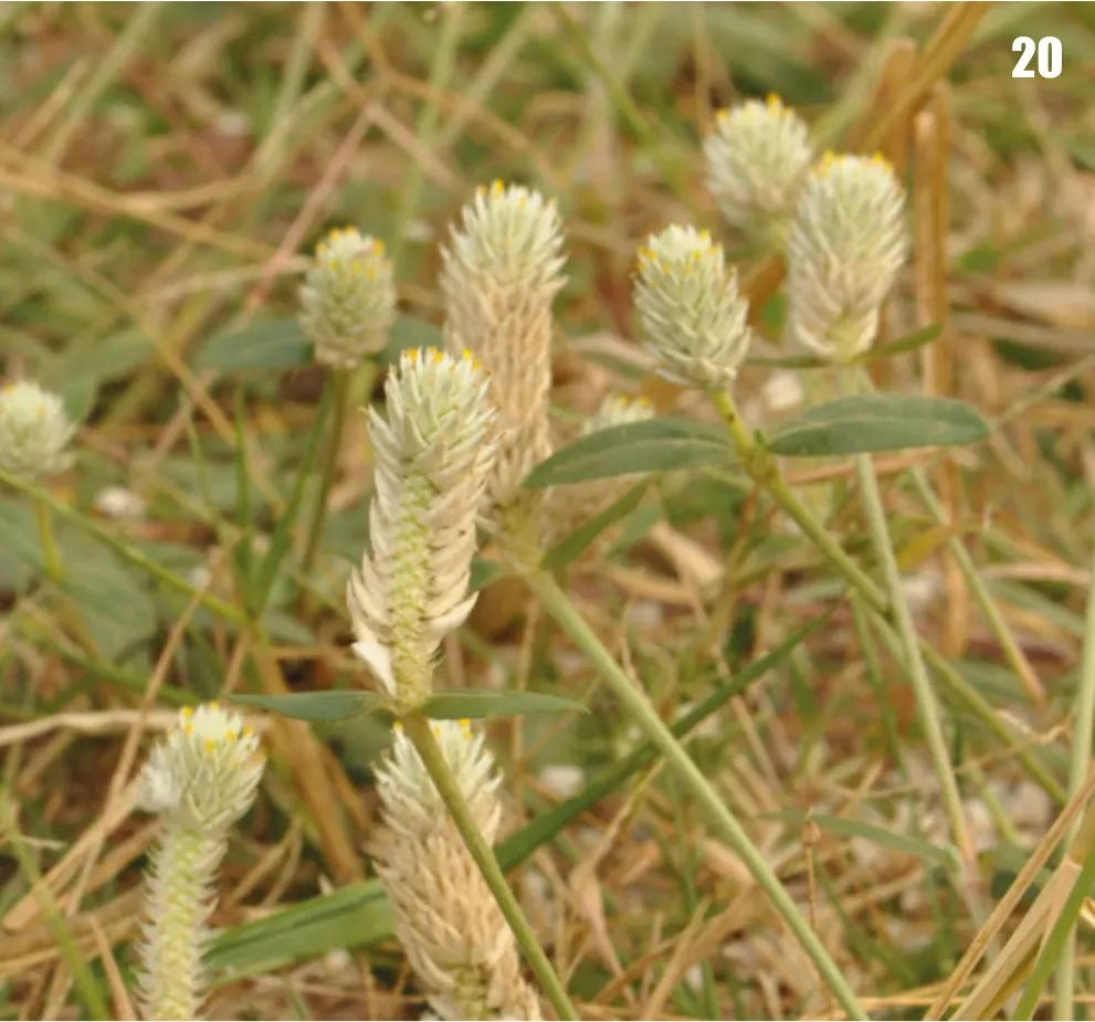 Cockscomb (Celosia Plumosa) — Prefers well-drained soil; demonstrating a remarkable adaptability to a variety of climates but excelling in warmer, image 63