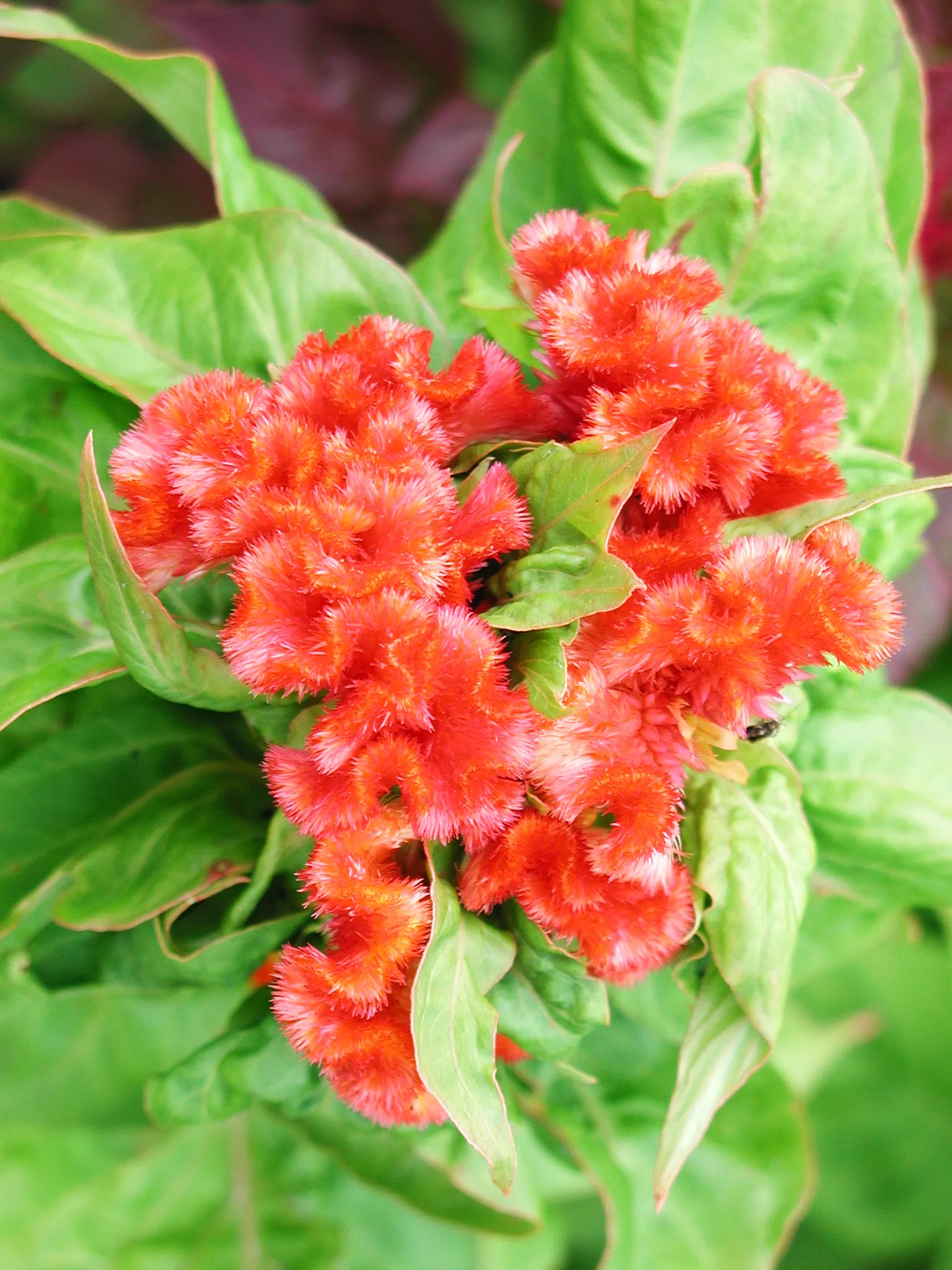 Cockscomb (Celosia Plumosa) — which can extend up to 8 inches long; red and yellow flowers in the garden