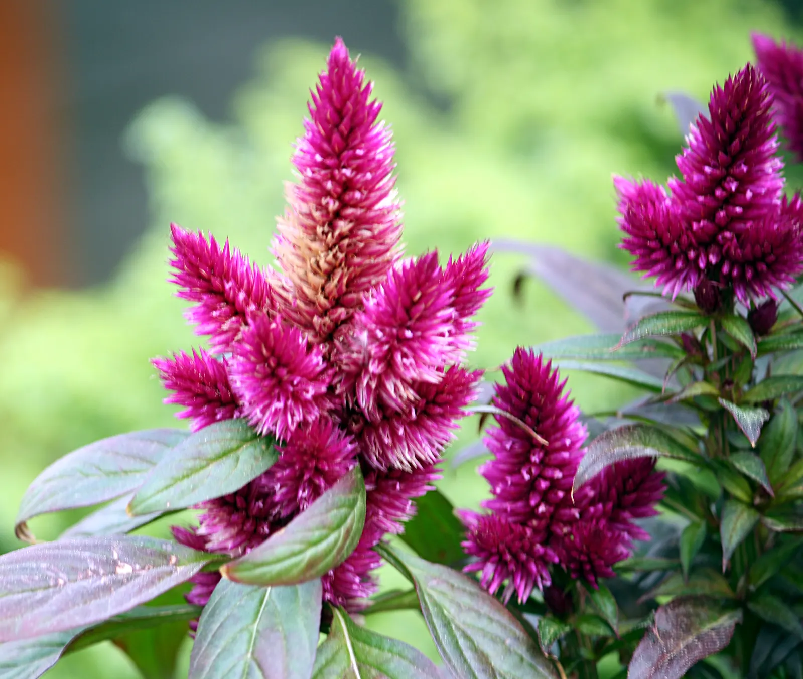 Cockscomb (Celosia Plumosa) — annual with red and yellow blooms; moderate watering is essential, image 89