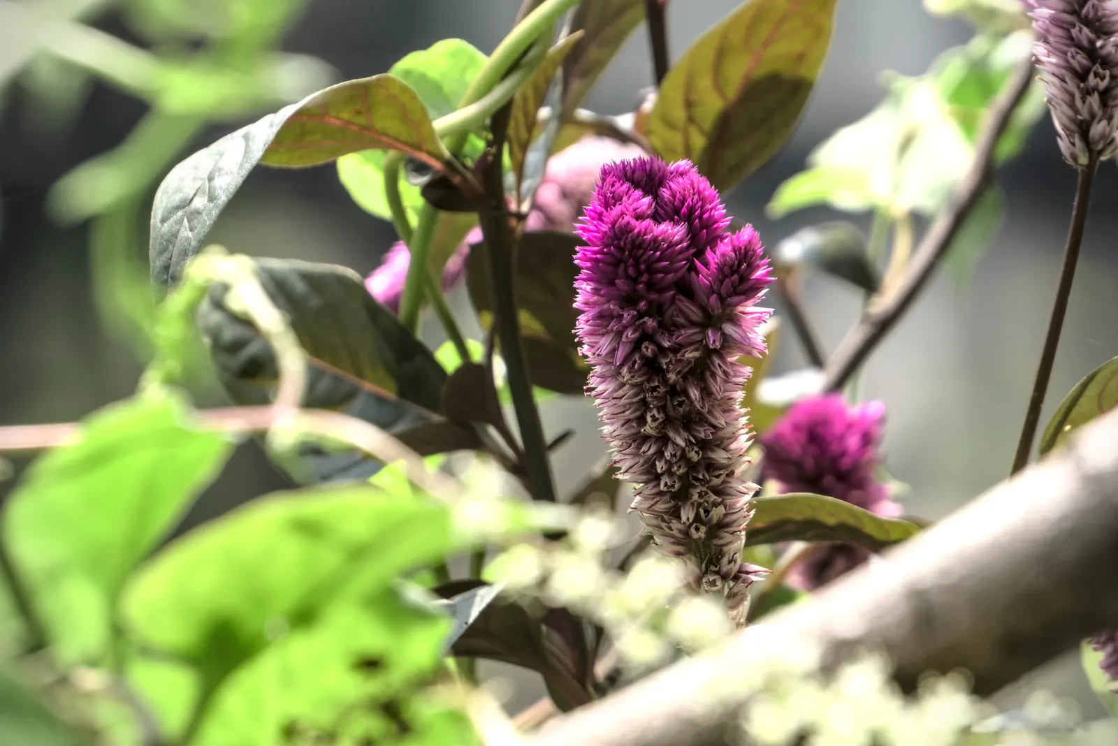 Cockscomb (Celosia Plumosa) — It is well-suited for USDA hardiness zones 2 through 11; consider its height and vivid hues for creating focal points or borders