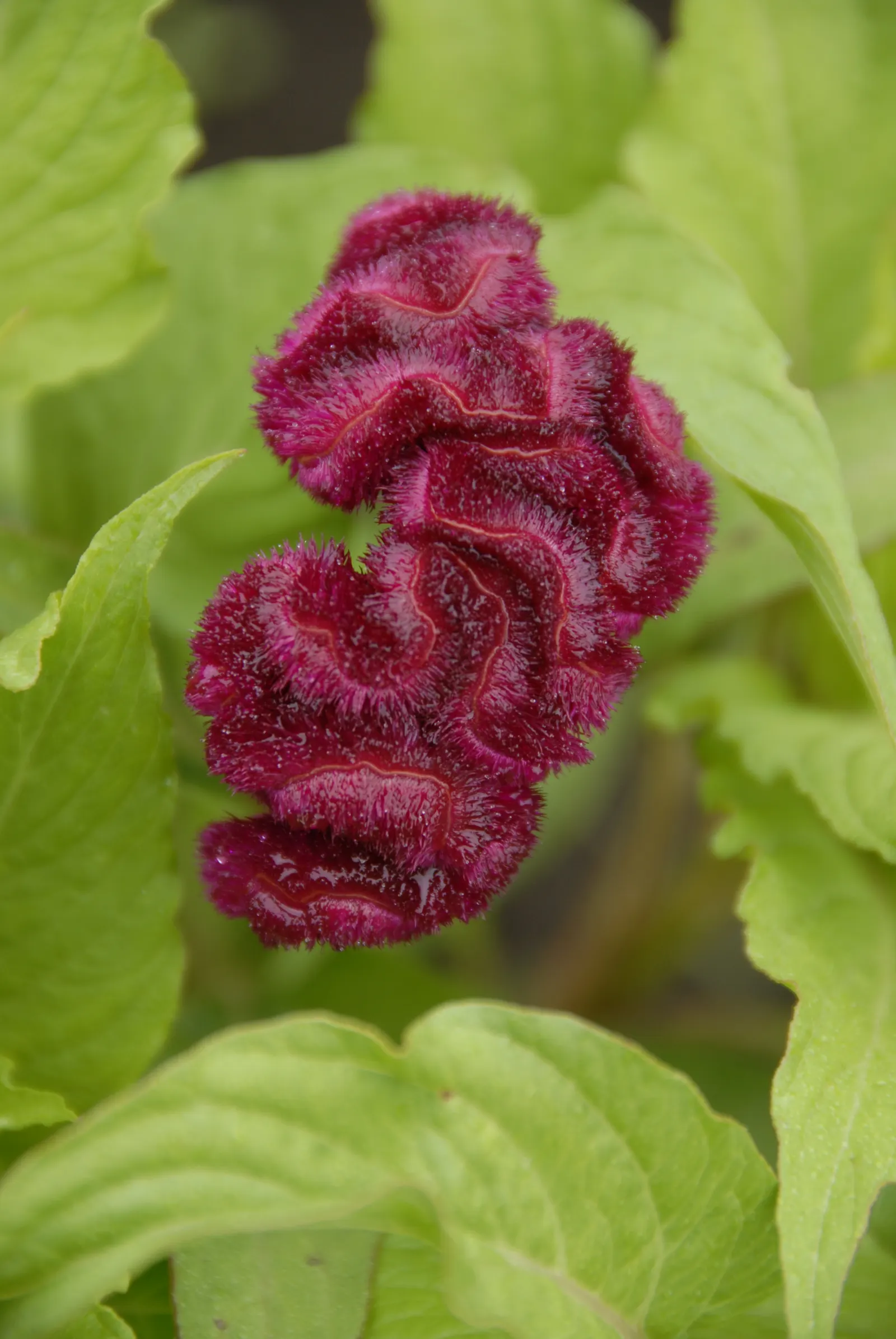 Cockscomb (Celosia Plumosa) — Moderate watering is essential; it is well-suited for USDA hardiness zones 2 through 11, image 80