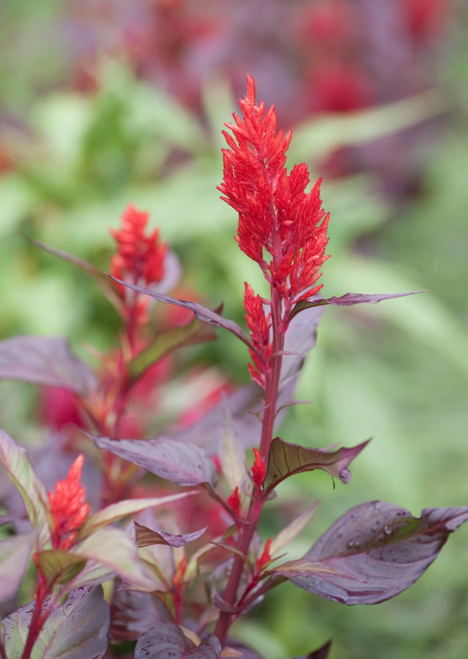 Cockscomb (Celosia Plumosa) — Easily reaching 1-2 feet tall, this sun-loving plant adds vertical drama and texture to beds and containers; reaching, image 92