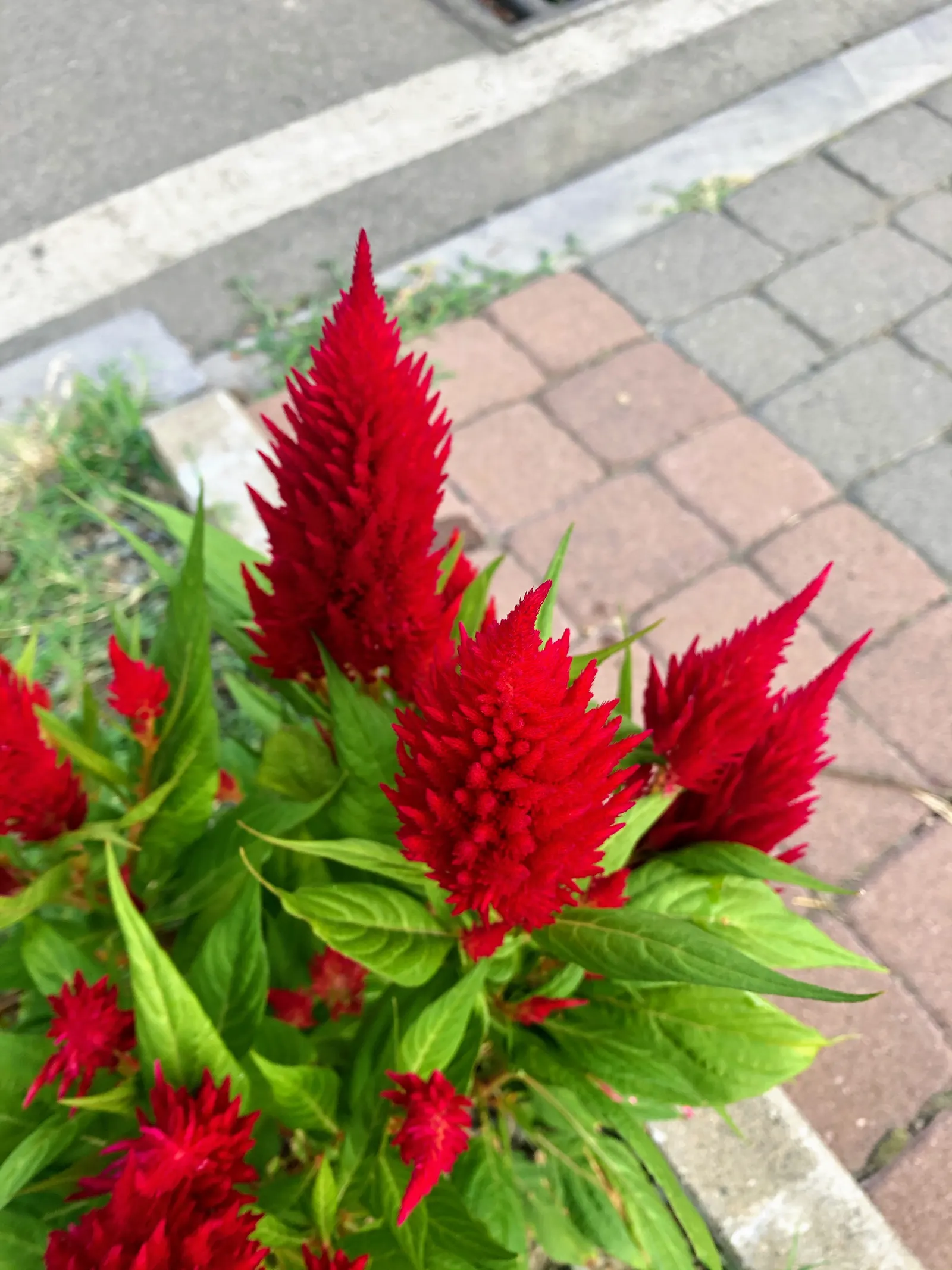 Cockscomb (Celosia Plumosa) — The plant prefers well-drained soil with a slightly acidic to neutral pH; this ornamental plant is a showstopper in, image 79