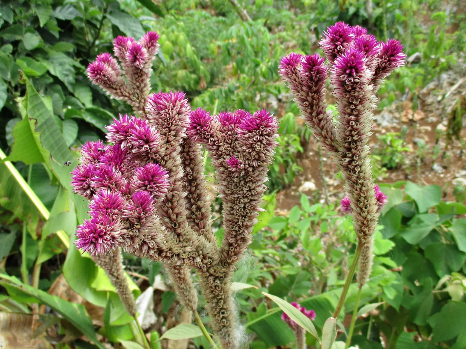 Cockscomb (Celosia Plumosa) — flowering annual known for its unique; requiring a minimum of 6 hours of direct sunlight per day, image 67