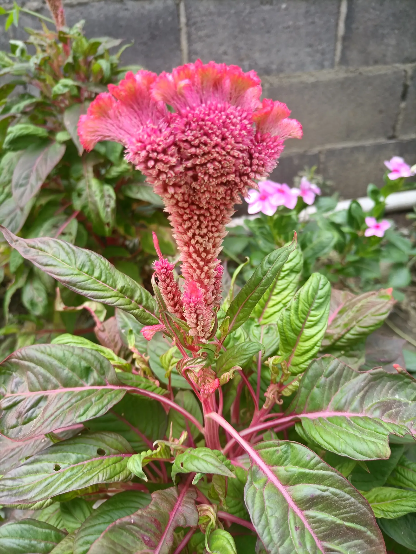 Cockscomb (Celosia Plumosa) — consider its height and vivid hues for creating focal points or borders in the garden; annual with red and yellow blooms