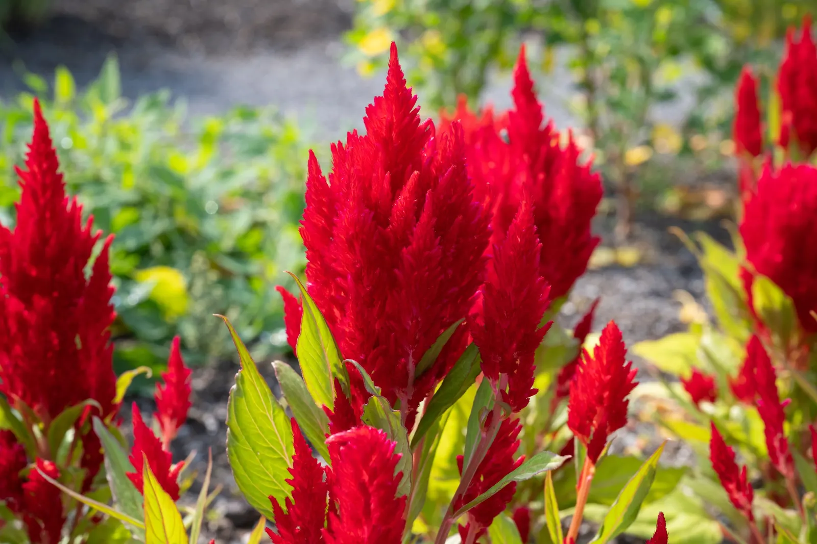 Cockscomb (Celosia Plumosa) — is a striking annual known for plume-like flowers; low maintenance; drought tolerant, image 91