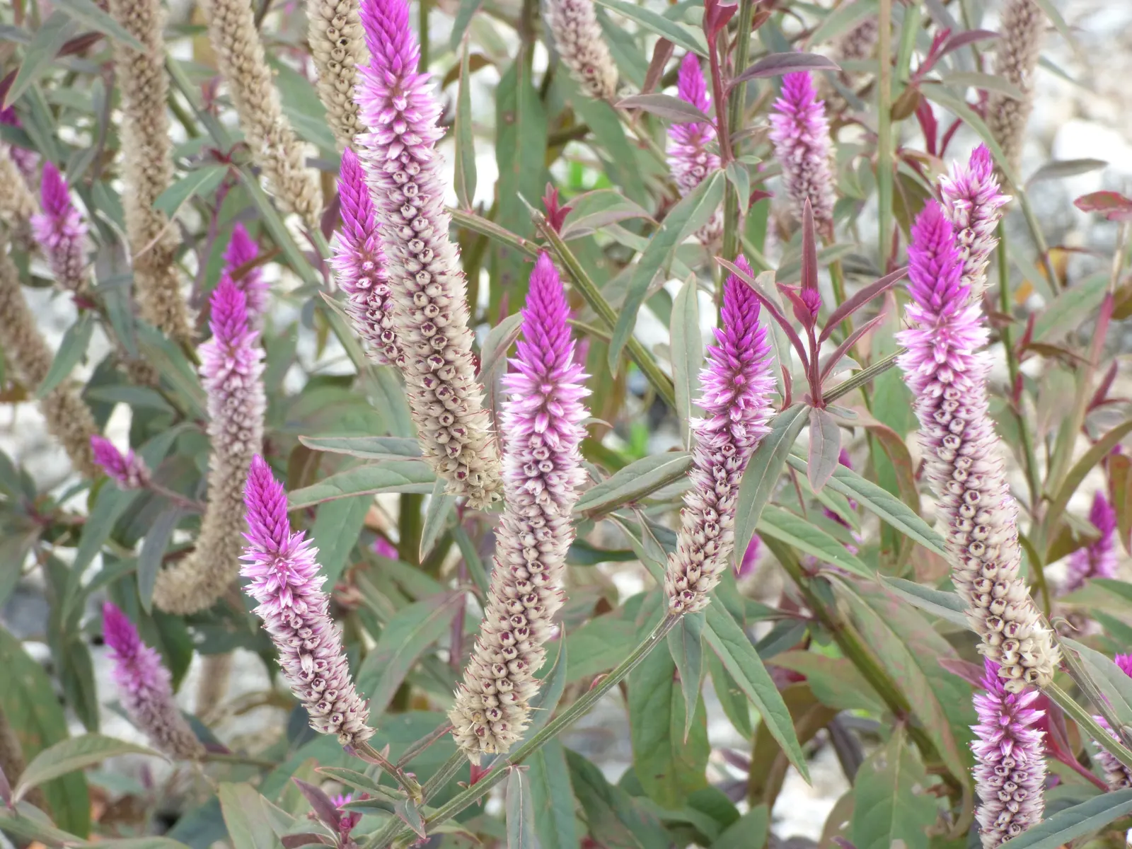 Cockscomb (Celosia Plumosa) — Attracts pollinators, adding ecological value to any garden design; belonging to the Amaranth family