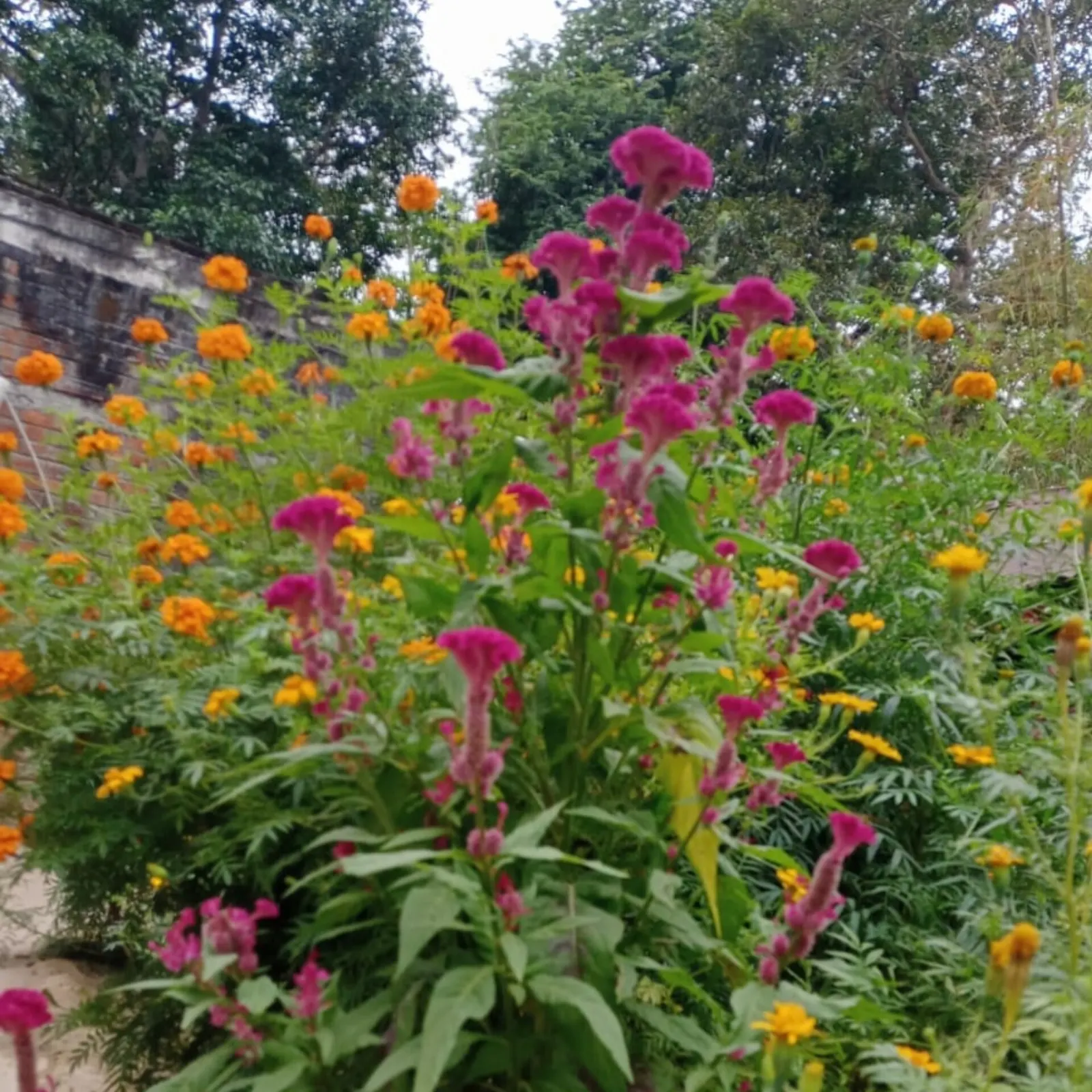 Cockscomb (Celosia Plumosa) — is a striking annual known for plume-like flowers; low maintenance; drought tolerant, image 61