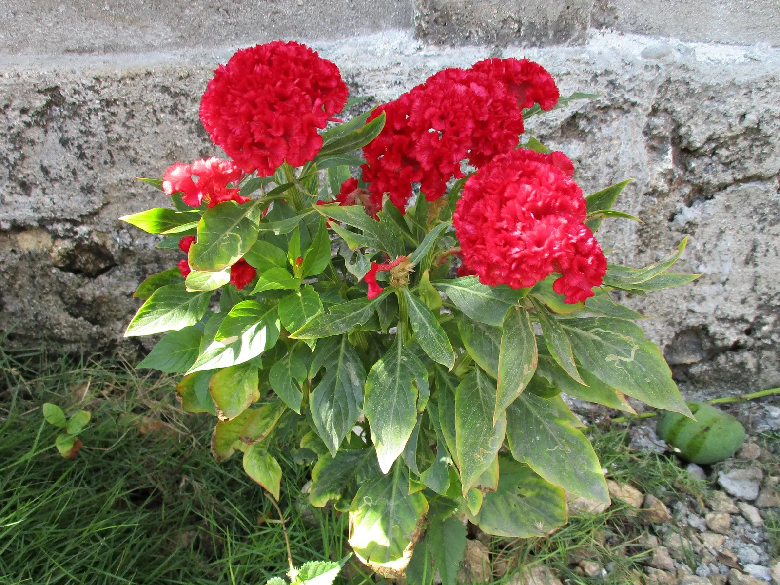 Cockscomb (Celosia Plumosa) — Easily reaching 1-2 feet tall, this sun-loving plant adds vertical drama and texture to beds and containers; reaching, image 62