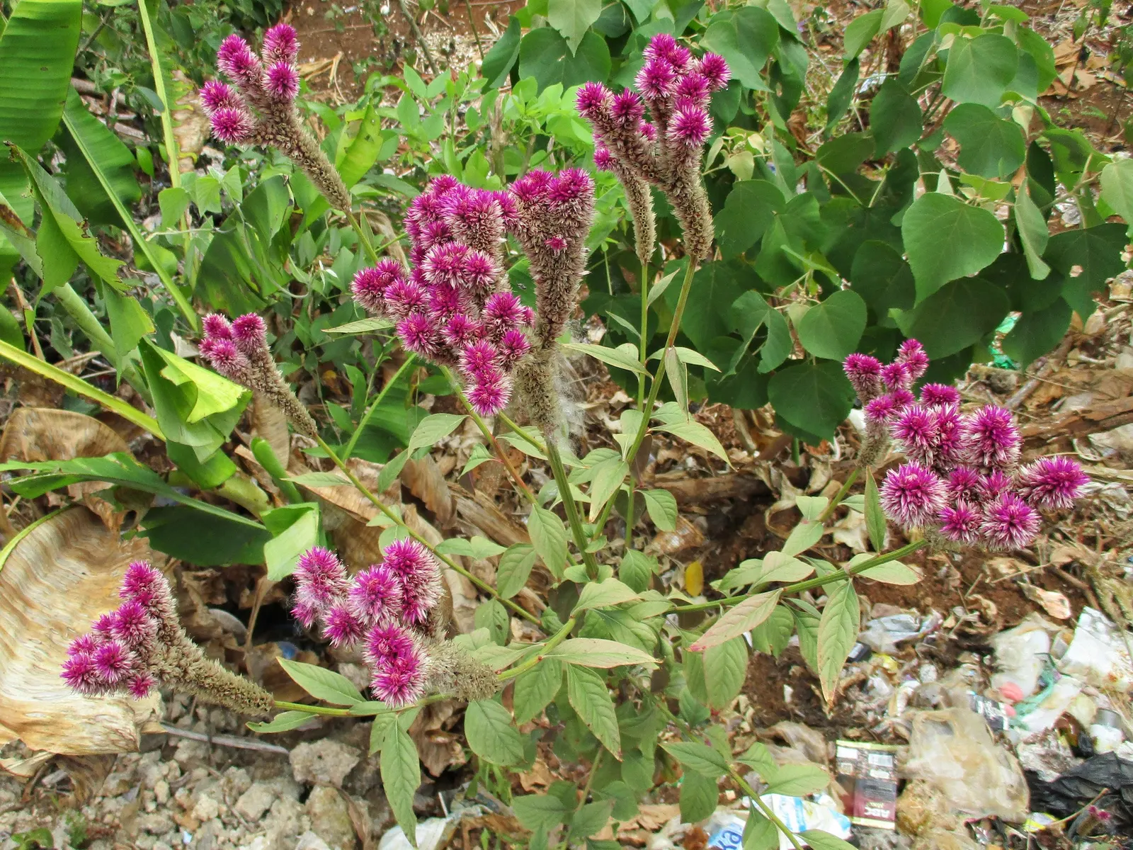 Cockscomb (Celosia Plumosa) — Low maintenance; drought tolerant; providing an enduring splash of color even after the growing season ends, image 64