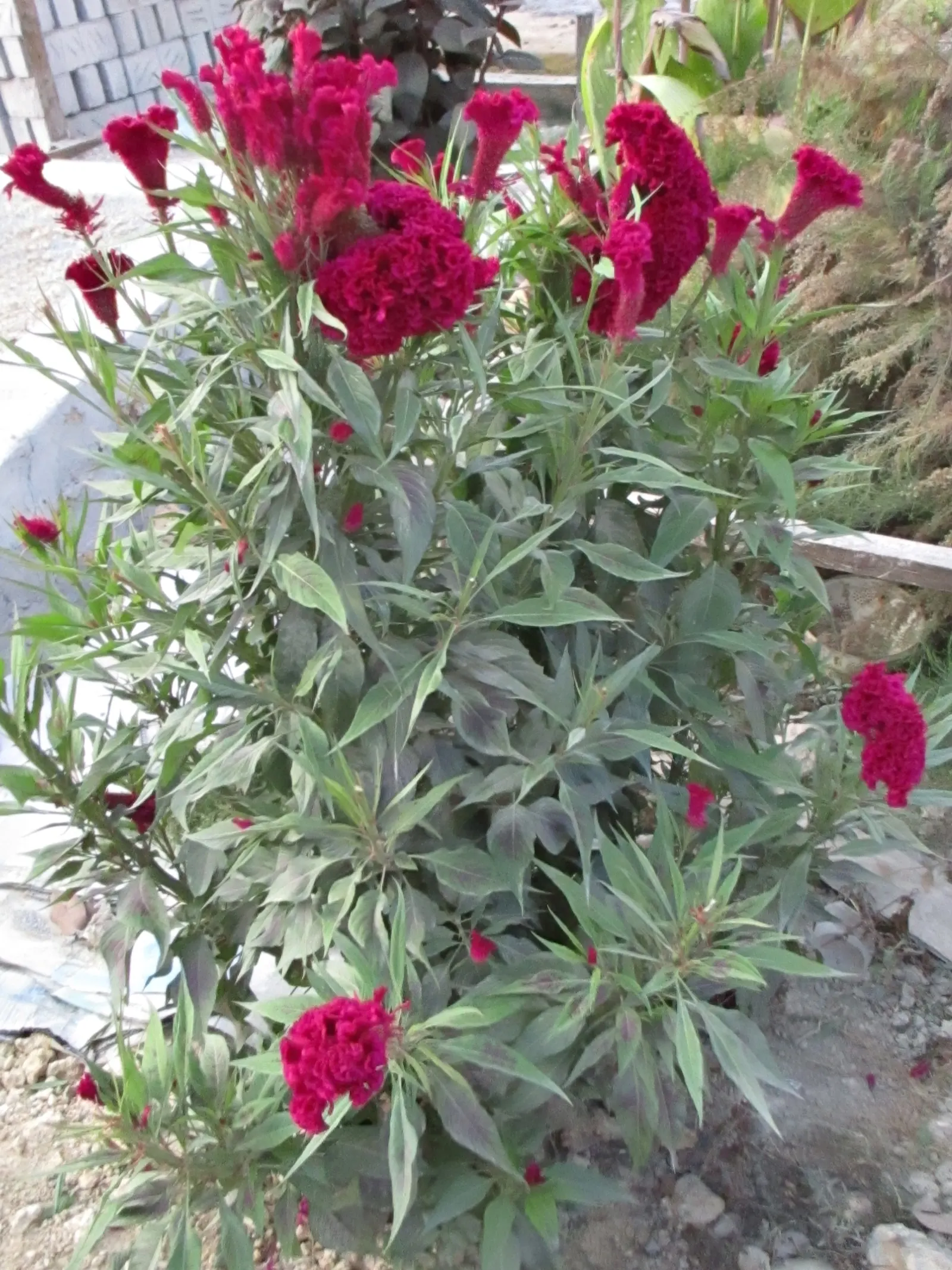 Cockscomb (Celosia Plumosa) — tufted blooms resembling a rooster's comb; celosia plumosa is an excellent choice for adding long-lasting bursts of, image 68