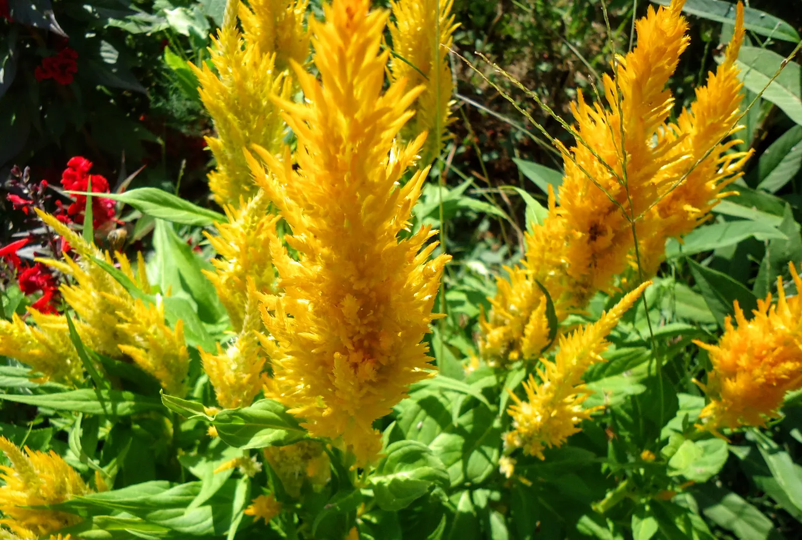 Cockscomb (Celosia Plumosa) — as the Cockscomb tolerates drought better than wet feet; its textural blooms also make it a popular choice for both, image 81