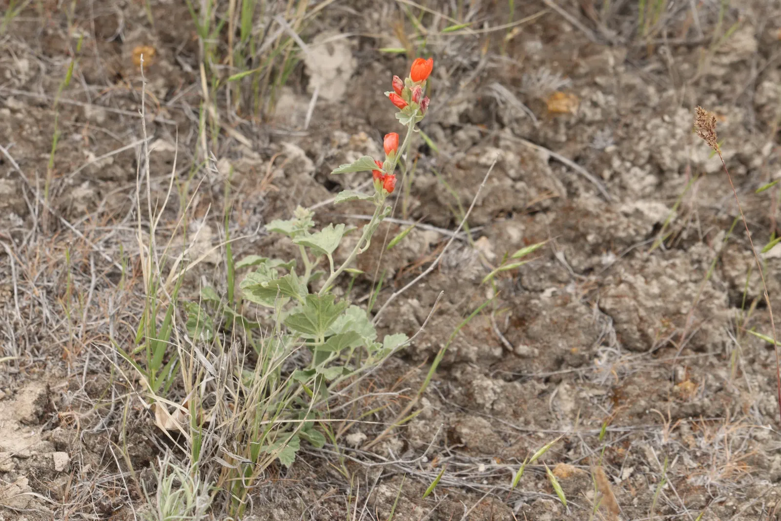 Munro's Globe Mallow (Sphaeralcea Munroana) — Plant in full sun with well-draining soil for a low-maintenance, vibrant display
