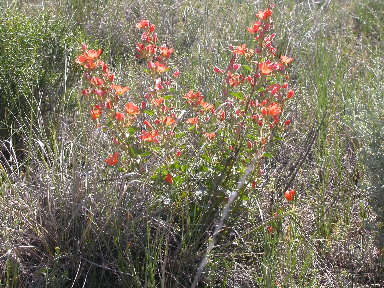 Munro's Globe Mallow (Sphaeralcea Munroana) — it produces showy flowers typically in shades of orange