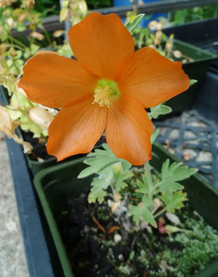 Munro's Globe Mallow (Sphaeralcea Munroana) — Space 2-3 ft apart in borders or xeric gardens