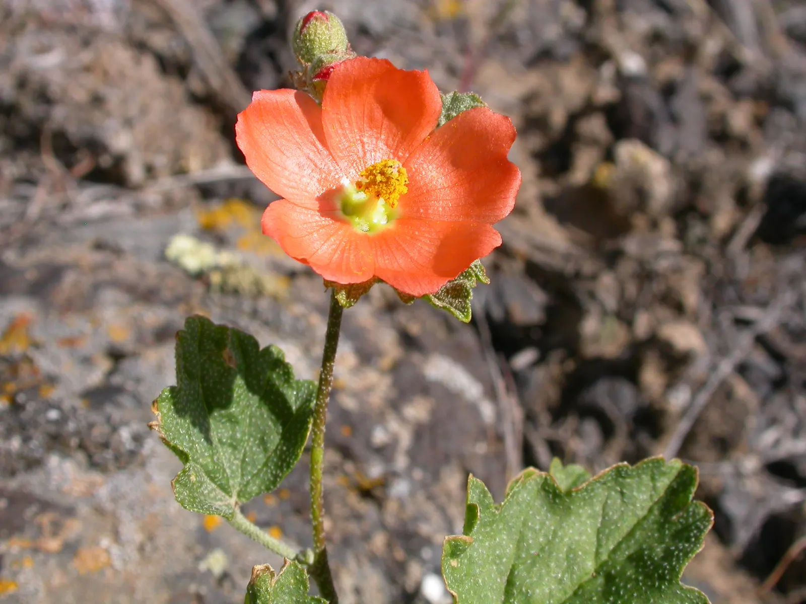 Munro's Globe Mallow (Sphaeralcea Munroana) — orange flowers in the garden