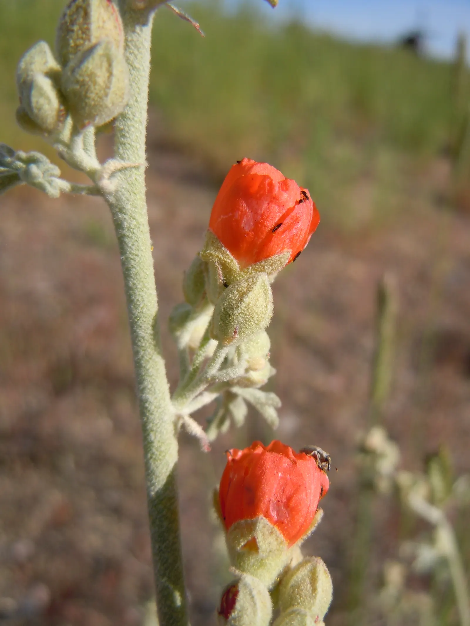 Munro's Globe Mallow (Sphaeralcea Munroana) — It's remarkably drought-tolerant