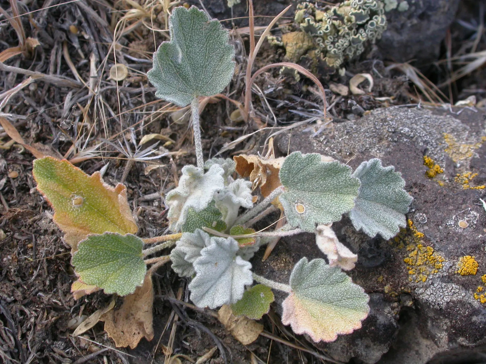 Munro's Globe Mallow (Sphaeralcea Munroana) — reaching 1-3 ft in height with an equal spread; its intricate foliage is a silvery-green hue, featuring small