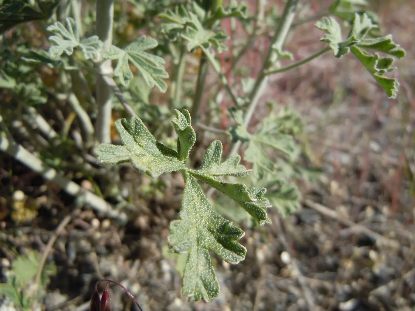 Munro's Globe Mallow (Sphaeralcea Munroana) — adding a vivid splash against the muted tones of its foliage