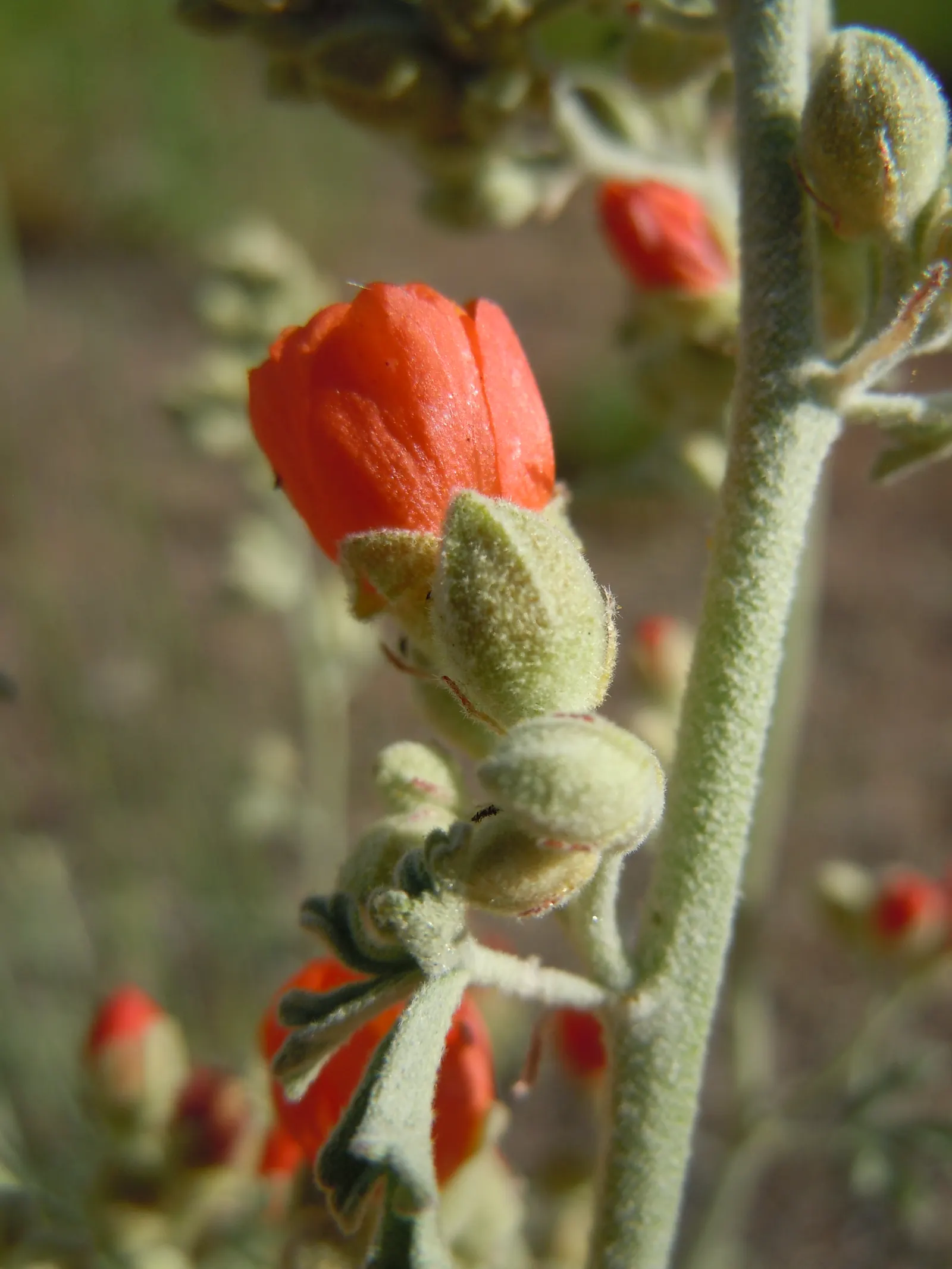 Munro's Globe Mallow (Sphaeralcea Munroana) — including Munro's Globe Mallow is an excellent choice for xeriscaping and rock gardens