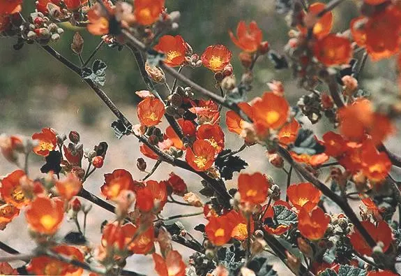Munro's Globe Mallow (Sphaeralcea Munroana) — reaching 1-3 ft in height with an equal spread