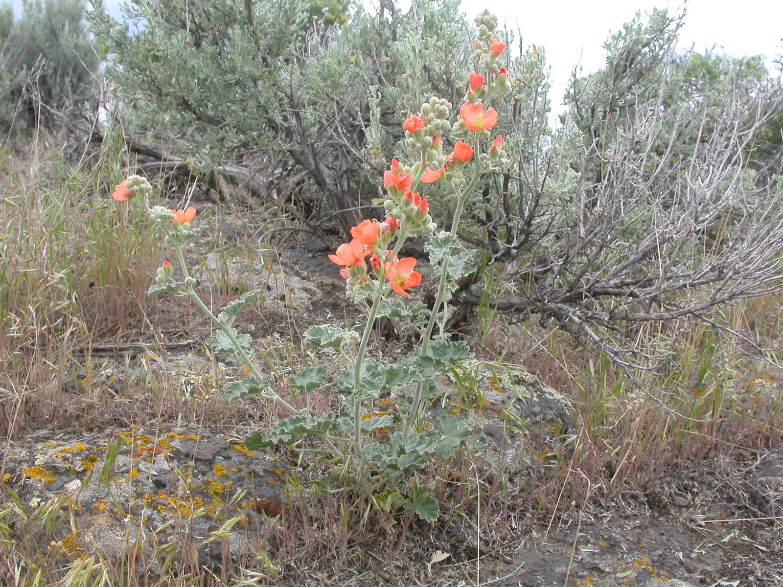 Munro's Globe Mallow (Sphaeralcea Munroana) — Originating from the Western United States