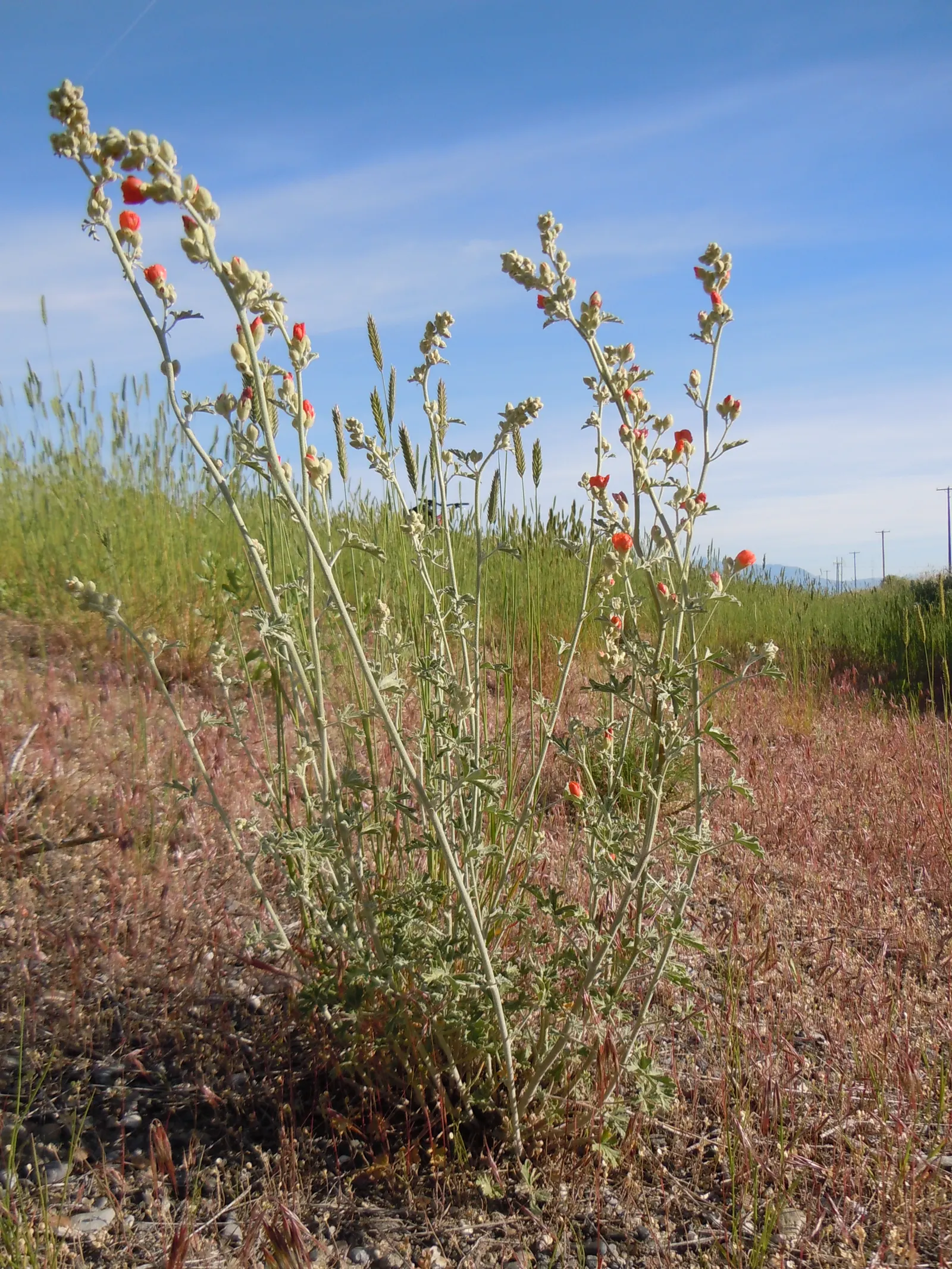 Munro's Globe Mallow (Sphaeralcea Munroana) — For the landscape designer