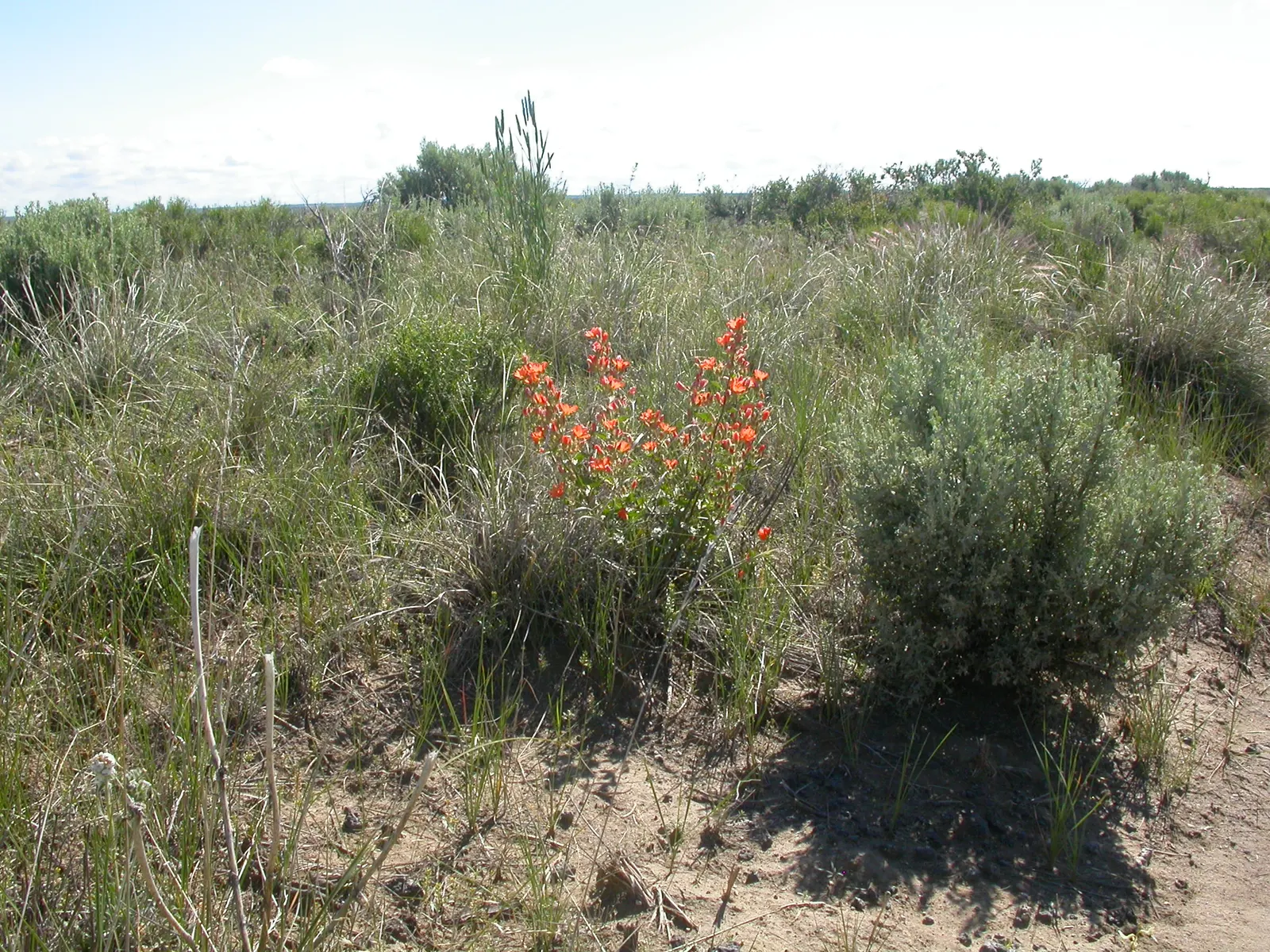 Munro's Globe Mallow (Sphaeralcea Munroana) — and it is particularly well-suited to gardens with challenging