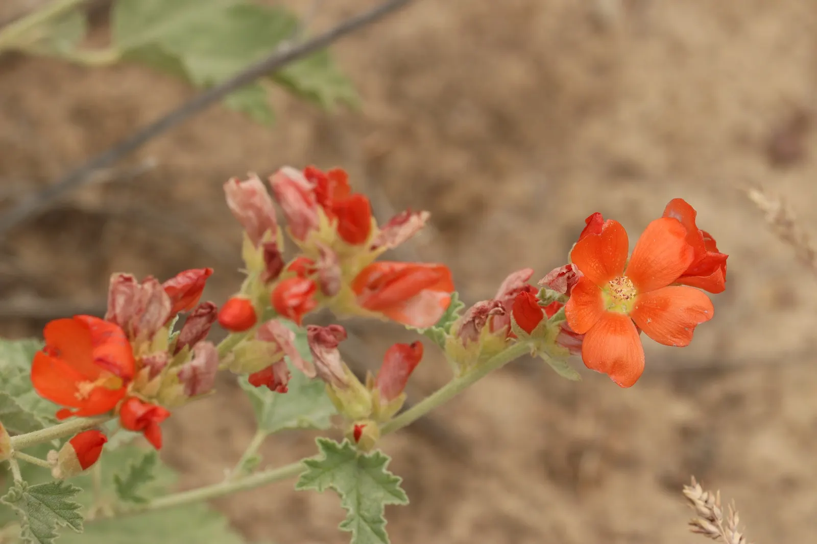 Munro's Globe Mallow (Sphaeralcea Munroana) — Known for its dazzling orange-red flowers, this drought-tolerant native thrives in USDA zones 4-8