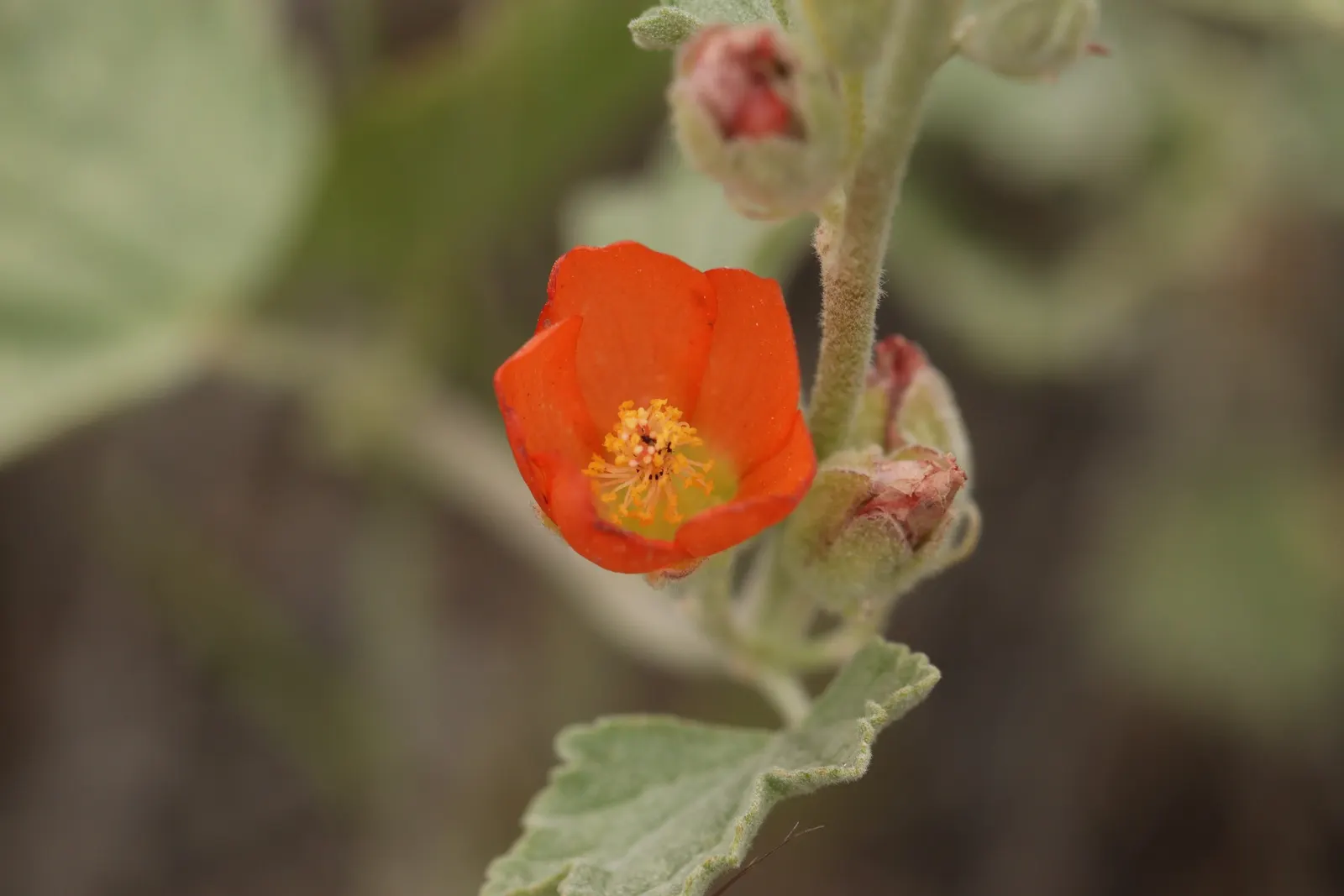 Munro's Globe Mallow (Sphaeralcea Munroana) — perennial for full or half