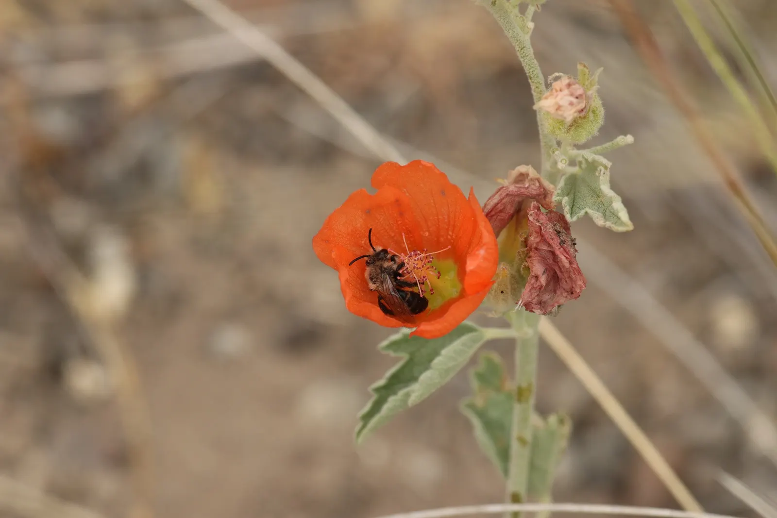 Munro's Globe Mallow (Sphaeralcea Munroana) — a suitable size for both accent and mass plantings