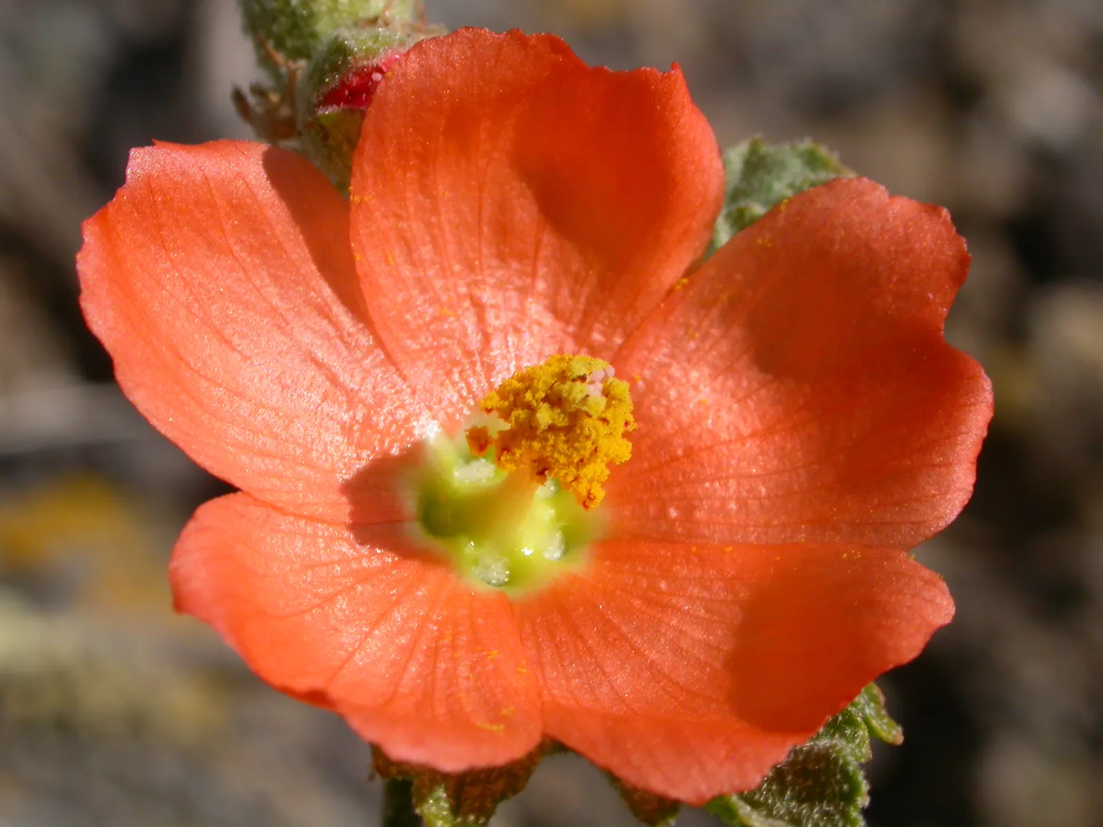 Munro's Globe Mallow (Sphaeralcea Munroana) — Munro's Globe Mallow (Sphaeralcea munroana) is a hardy perennial; its velvety foliage adds texture, while summer