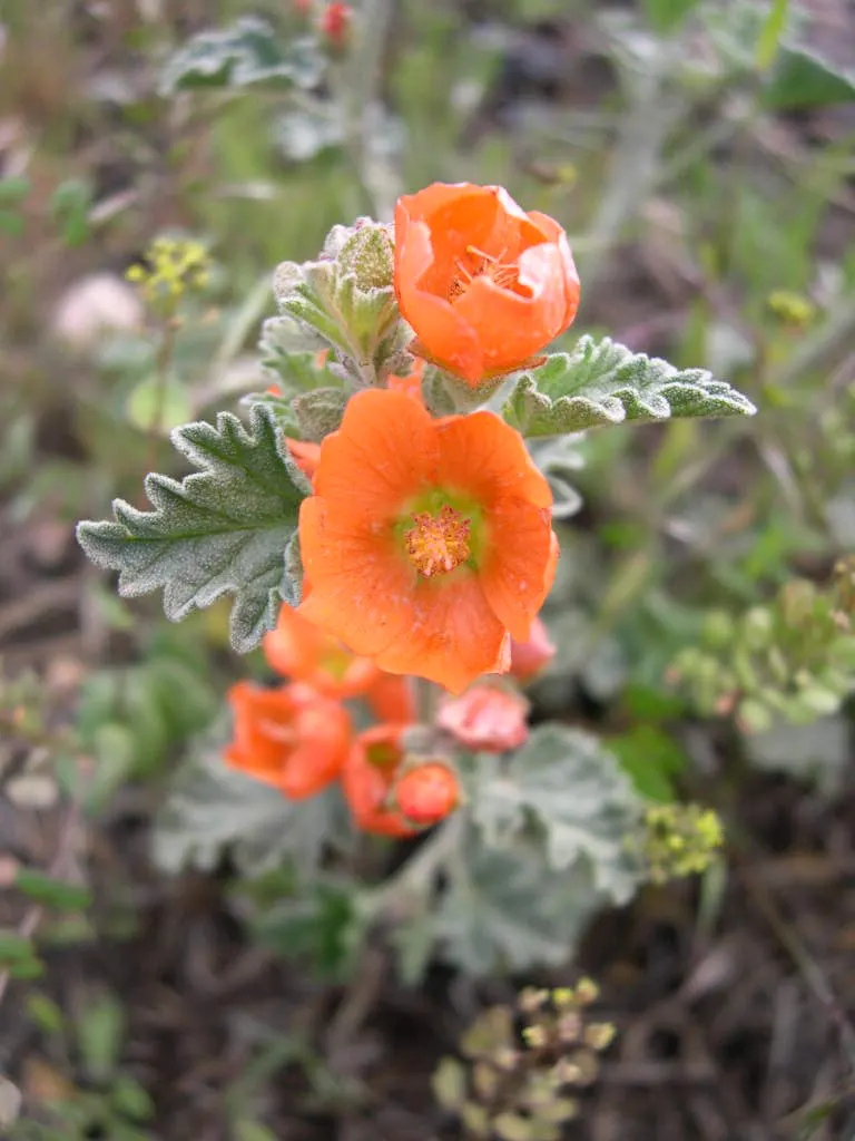 Munro's Globe Mallow (Sphaeralcea Munroana) — Its velvety foliage adds texture, while summer blooming attracts pollinators
