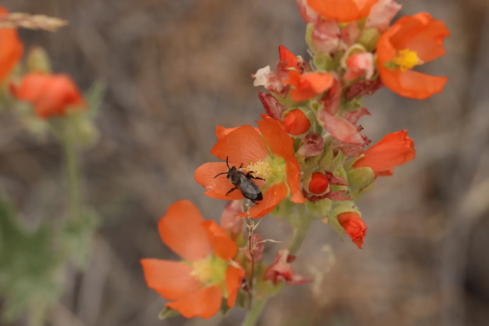 Munro's Globe Mallow (Sphaeralcea Munroana) — this hardy mallow thrives in USDA hardiness zones 4 through 8