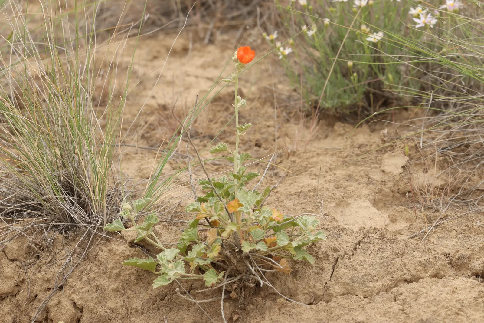 Munro's Globe Mallow (Sphaeralcea Munroana) — Its velvety foliage adds texture, while summer blooming attracts pollinators; reaching 1-3 ft in height with an