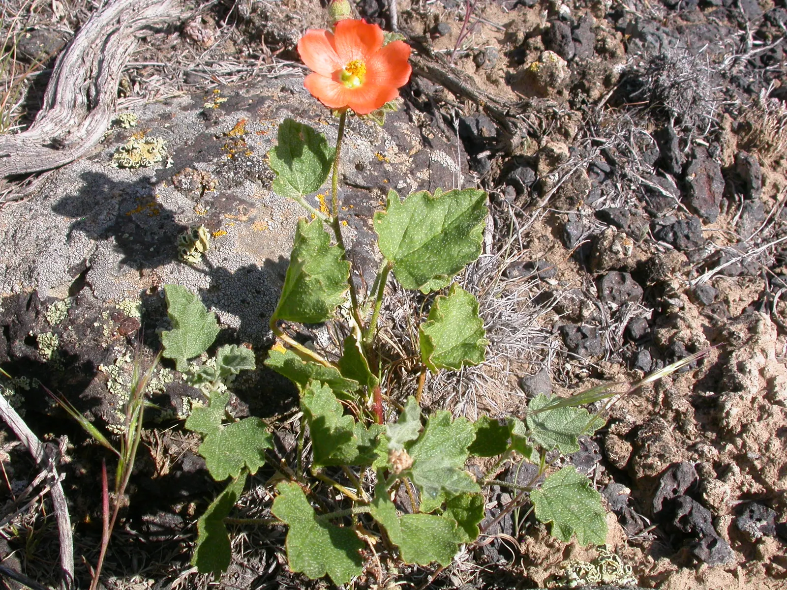 Munro's Globe Mallow (Sphaeralcea Munroana) — Plant in full sun with well-draining soil for a low-maintenance, vibrant display; and it is particularly