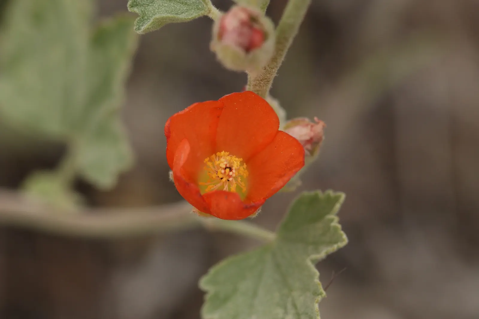 Munro's Globe Mallow (Sphaeralcea Munroana) — perennial with orange blooms