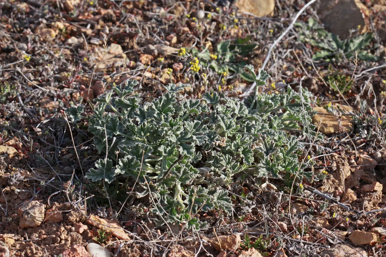 Munro's Globe Mallow (Sphaeralcea Munroana) — but can vary to include pinks and purples
