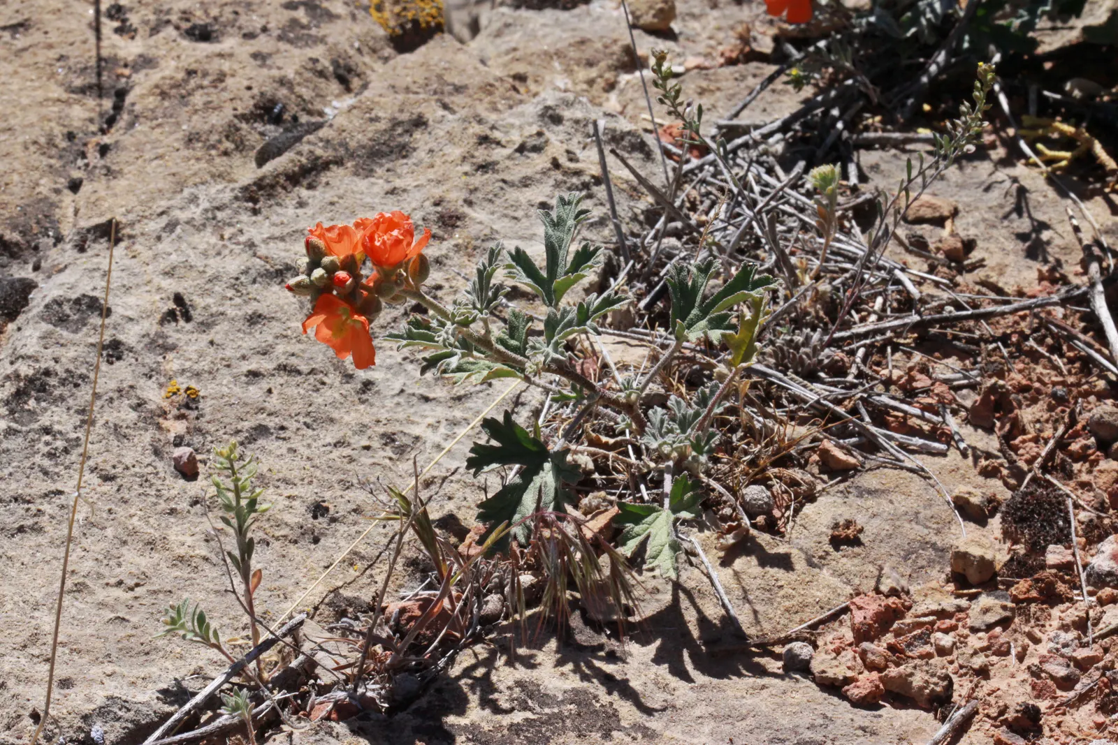 Munro's Globe Mallow (Sphaeralcea Munroana) — needing minimal supplemental watering