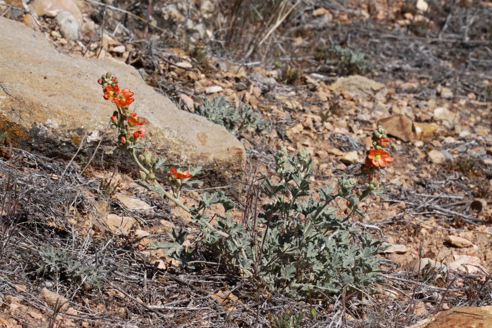 Munro's Globe Mallow (Sphaeralcea Munroana) — Occasional pruning can encourage a bushier growth form and more prolific blooming