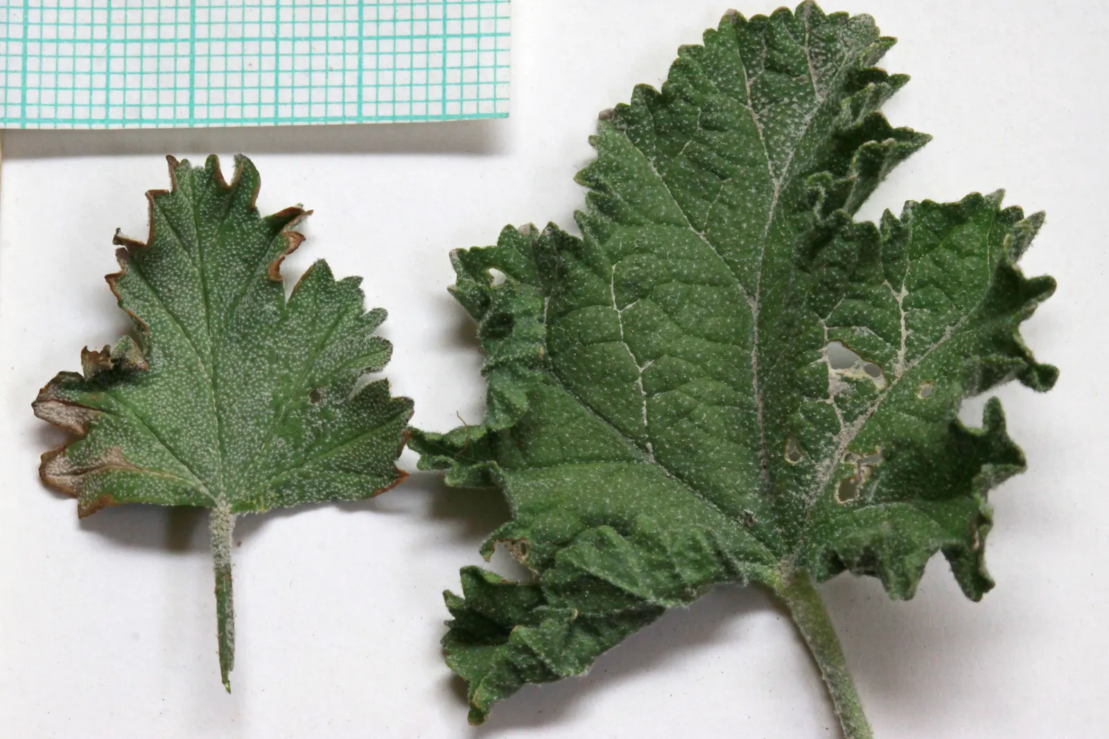 Munro's Globe Mallow (Sphaeralcea Munroana) — providing long-lasting color and texture throughout the warmer months