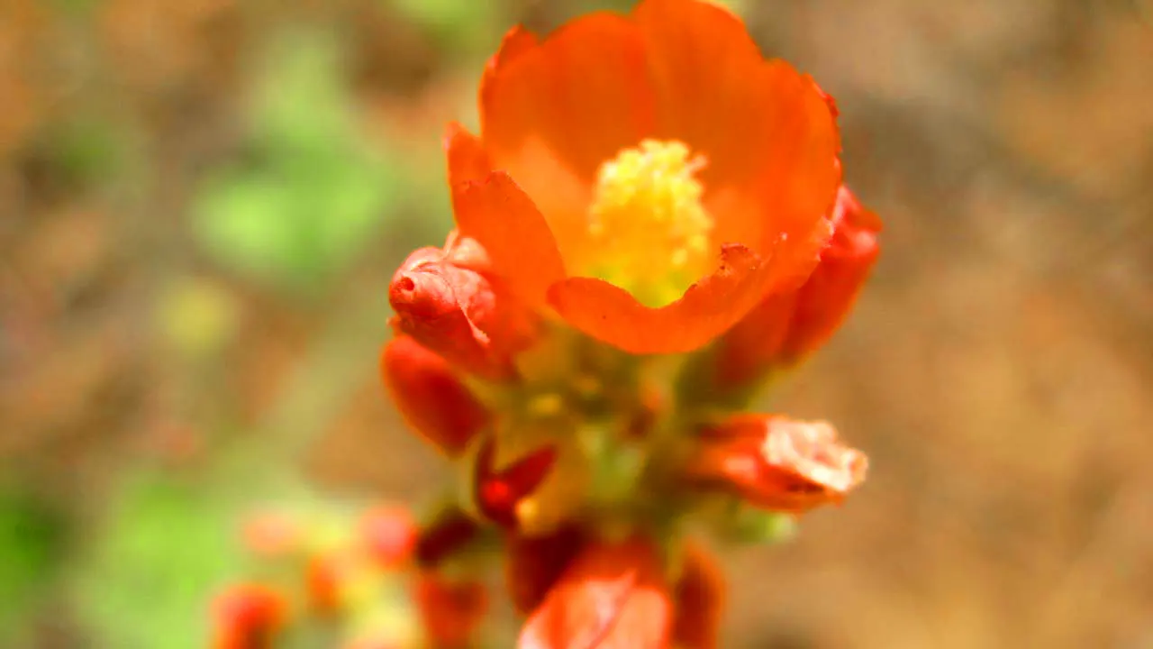 Munro's Globe Mallow (Sphaeralcea Munroana) — Known for its dazzling orange-red flowers, this drought-tolerant native thrives in USDA zones 4-8; for the