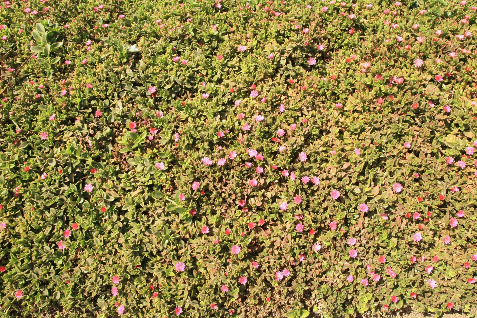 Hearts And Flowers (Aptenia Cordifolia) — making it a low-maintenance option for water-conscious landscapes; the Hearts and Flowers can fare well with minimal