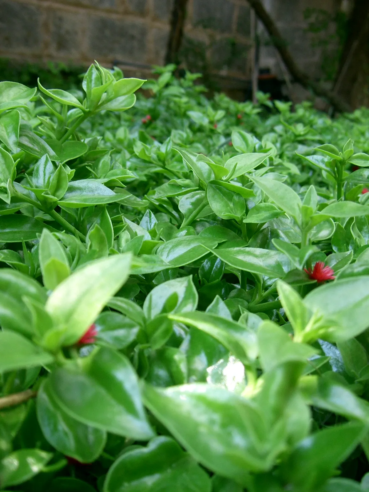 Hearts And Flowers (Aptenia Cordifolia) — it reaches 2-4 inches high and spreads up to 24 inches