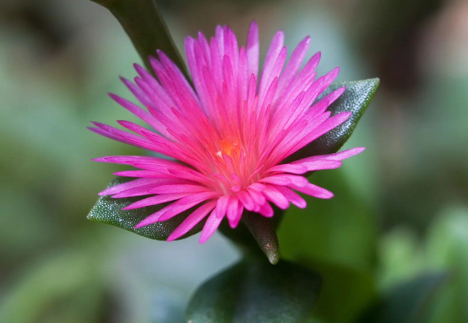 Hearts And Flowers (Aptenia Cordifolia) — is a particularly charming succulent ground cover ideal for adding vibrant splashes of color to a, image 99