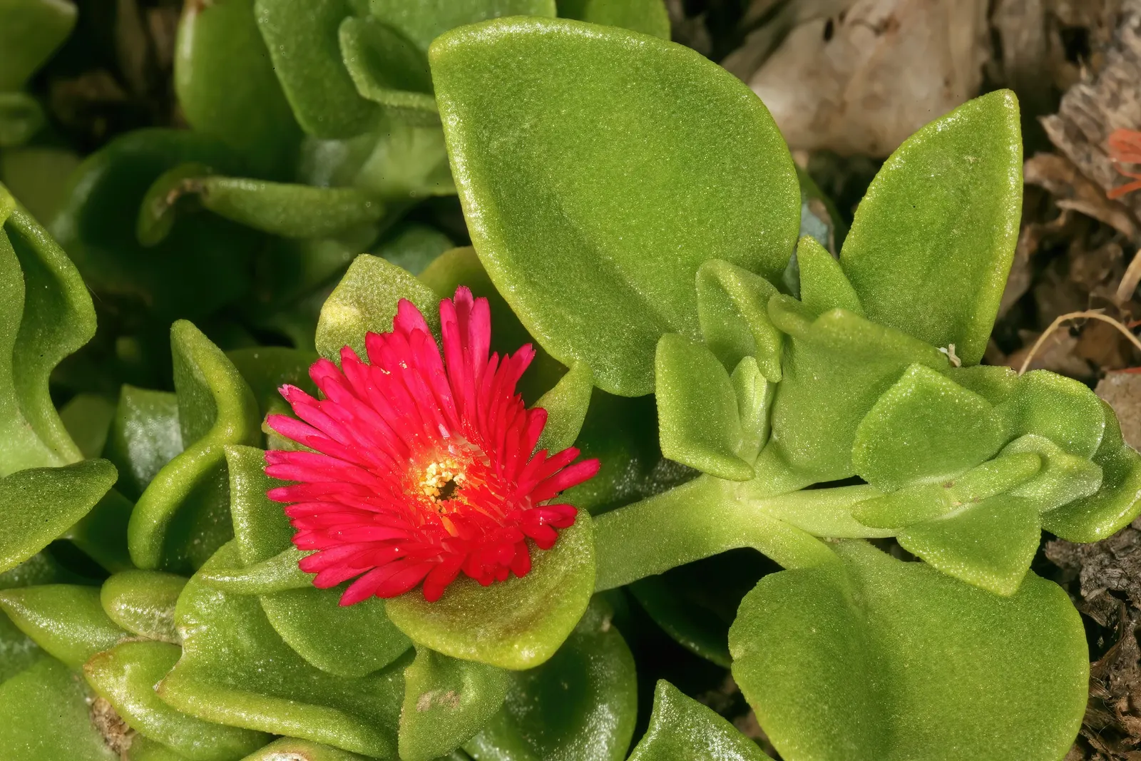 Hearts And Flowers (Aptenia Cordifolia) — requiring only occasional watering during extended dry periods; it reaches 2-4 inches high and spreads up, image 87