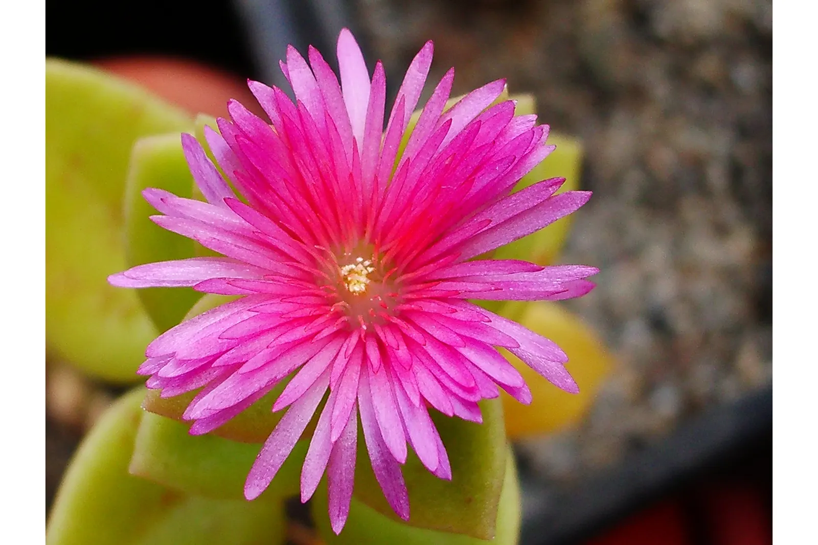 Hearts And Flowers (Aptenia Cordifolia) — With a ground-hugging habit; it thrives in USDA zones 10-11, preferring full sun to part shade, image 78