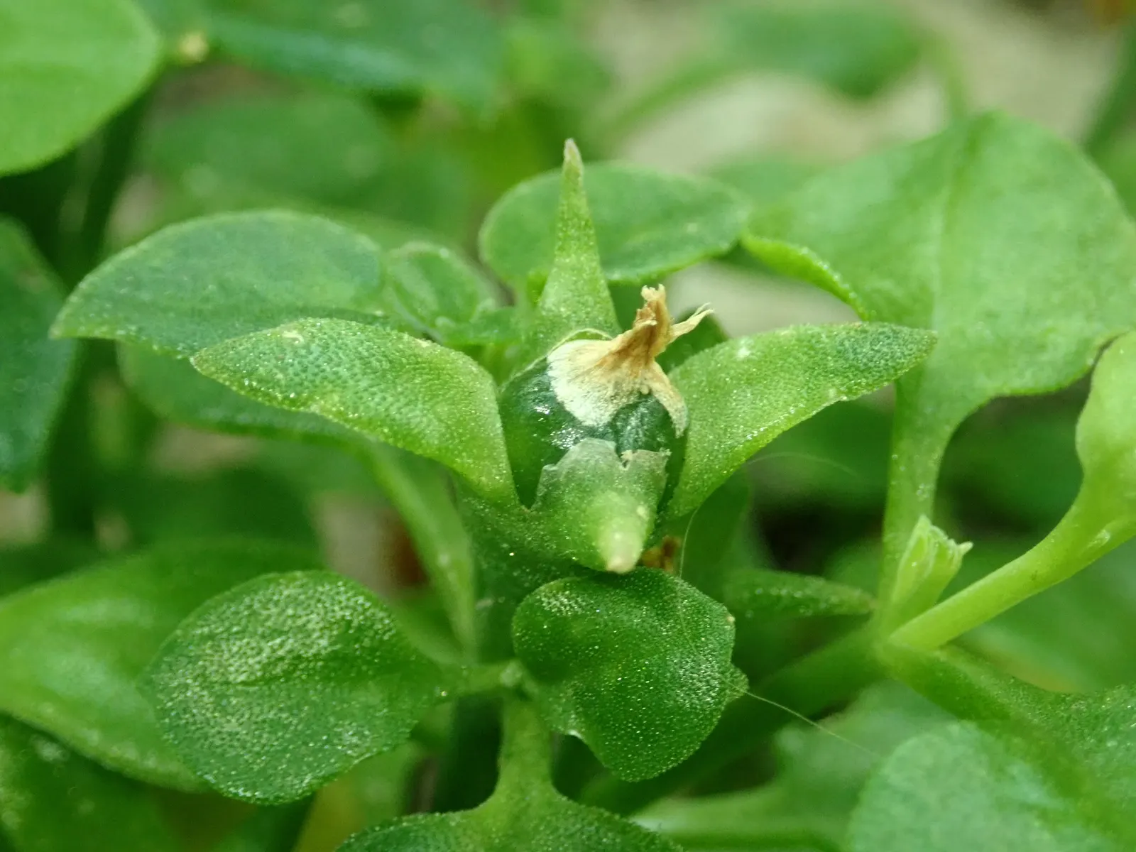 Hearts And Flowers (Aptenia Cordifolia) — it rarely exceeds 2 to 4 inches in height but can spread 2 to 3 feet or more; this resilient plant boasts, image 139
