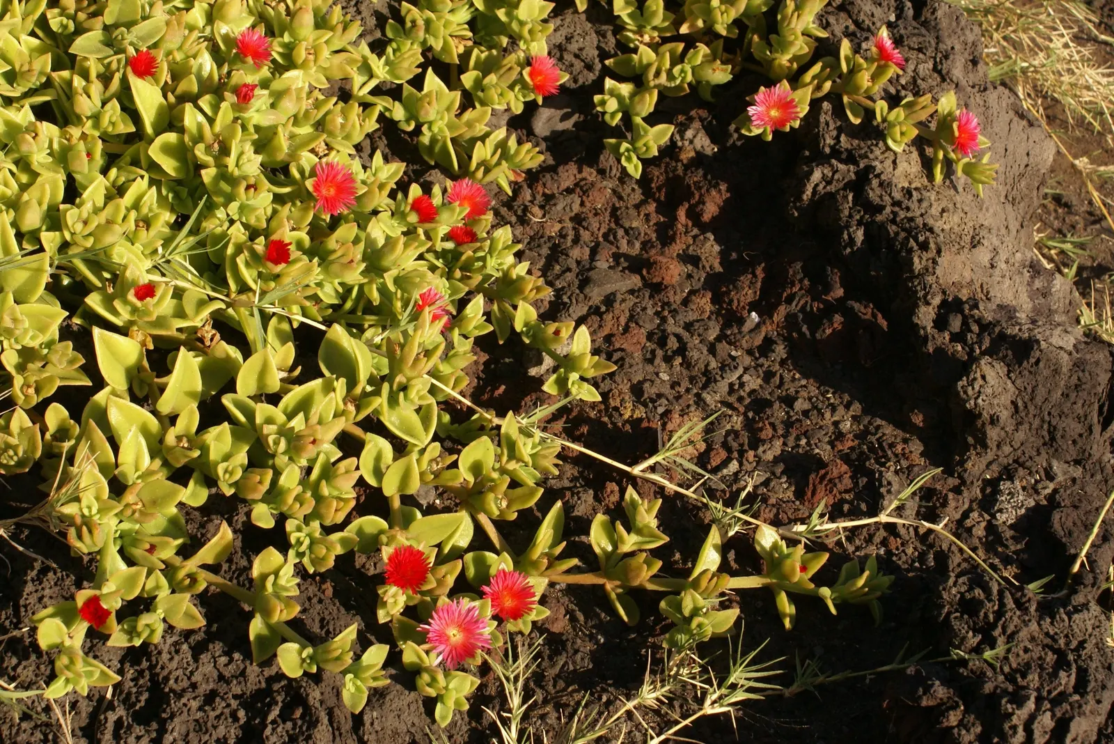Hearts And Flowers (Aptenia Cordifolia) — It thrives in USDA zones 10-11, preferring full sun to part shade; with a ground-hugging habit